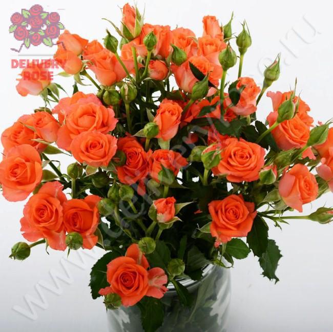 Роза кустовая Алегрия 60 см