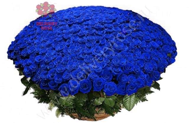 1001 синяя роза по ✓ выгодной цене 231700 рублей купить в Москве в  DeliveryRose | DeliveryRose