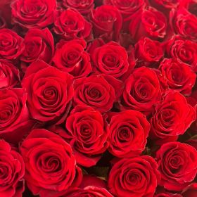 15 гигантских красных роз 180 см