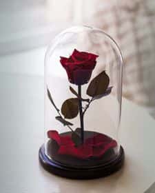 Темно-красная роза в колбе 20 см