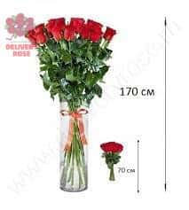 1 красная гигантская роза 170см