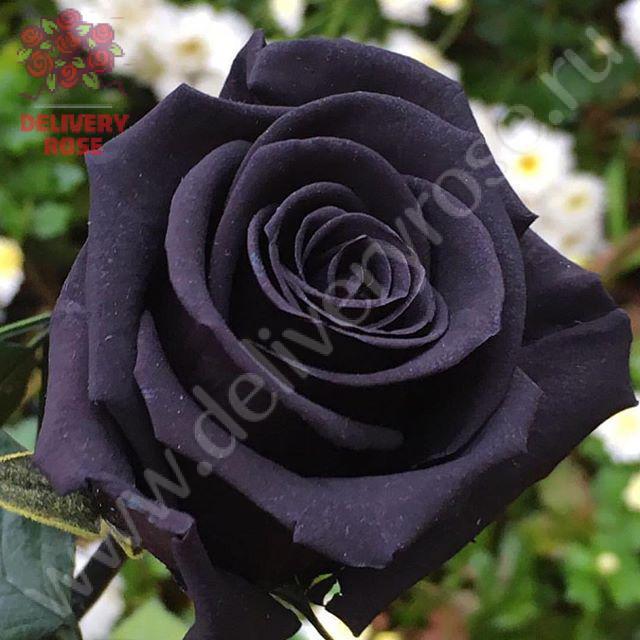 Букет из 51 черной розы по ✓ выгодной цене 12200 рублей купить в Москве в  DeliveryRose | DeliveryRose