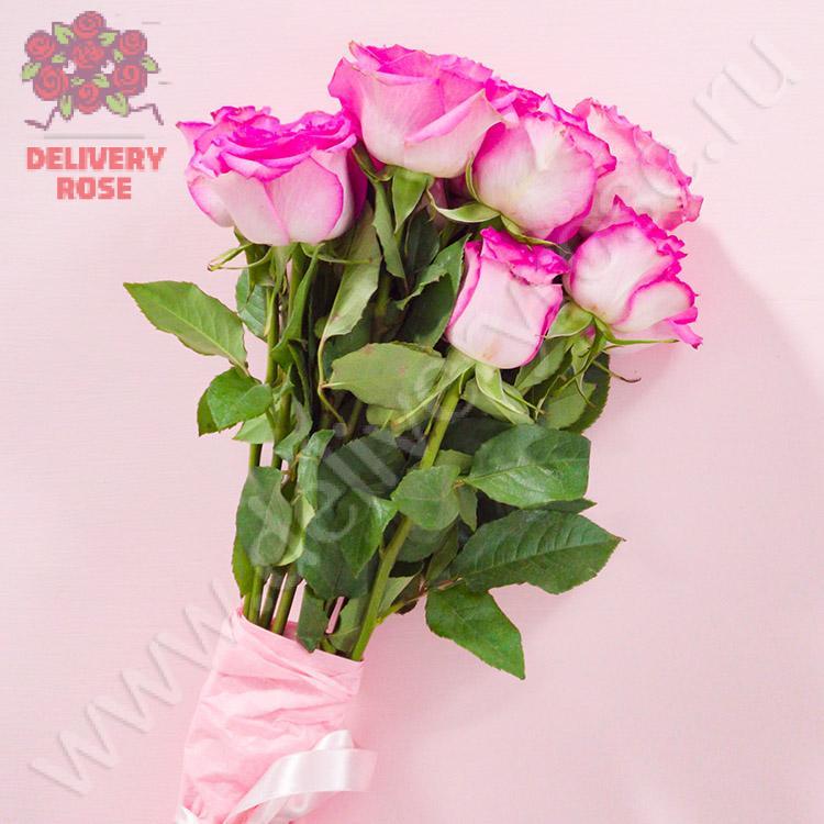 7 белых роз с ярко-розовой каймой