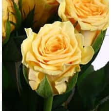 Роза Бразил