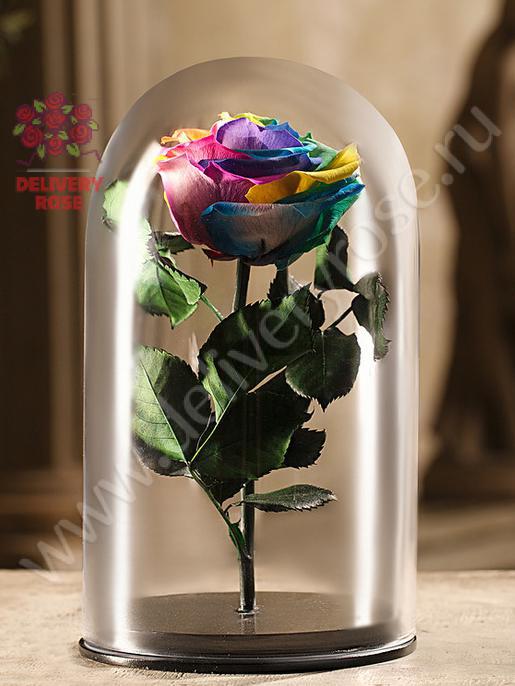 Радужная роза в колбе 30 см