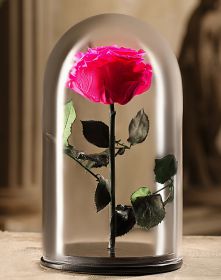 Розовая роза в колбе 30 см