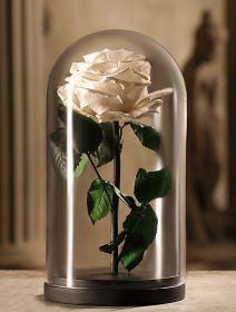 Белая роза в колбе 30 сантиметров