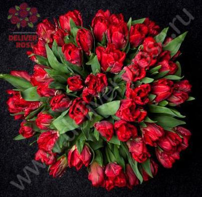 Тюльпаны красные 51 шт