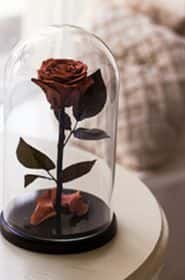 Роза шоколадного цвета в колбе 30 см