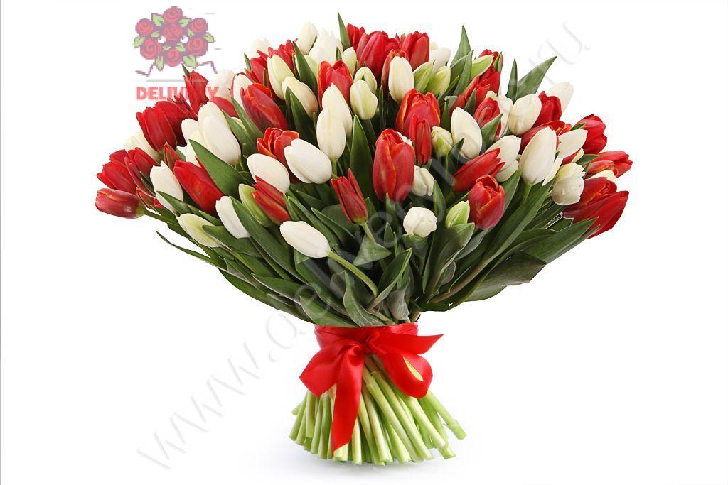 Тюльпаны красные и белые 101 шт