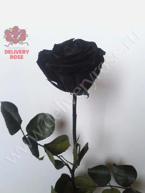 1 черная роза