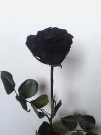 1 черная роза