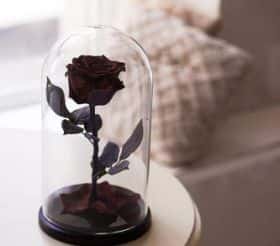 Роза цвета темный шоколад в колбе 30 см