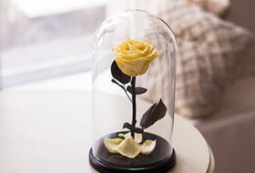 Желтая роза в колбе 30 см