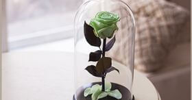Салатовая роза в колбе 30 см